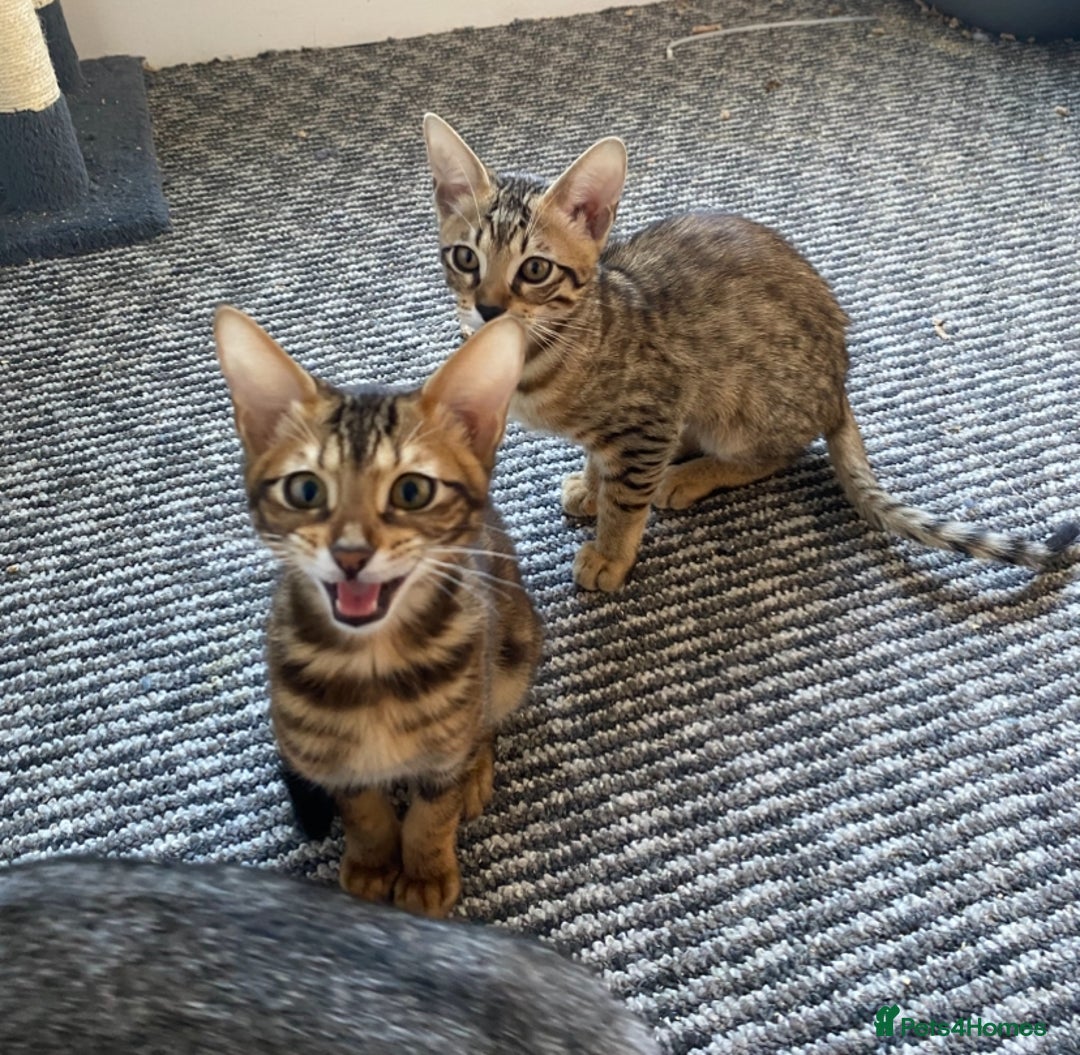 Chausie cats for sale: Savannah x Chausies - Image 7