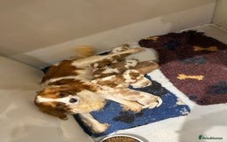 Cavalier King Charles Spaniel dogs for stud: Kc dna clear cavalier boy for stud  in Huddersfield - Image 3