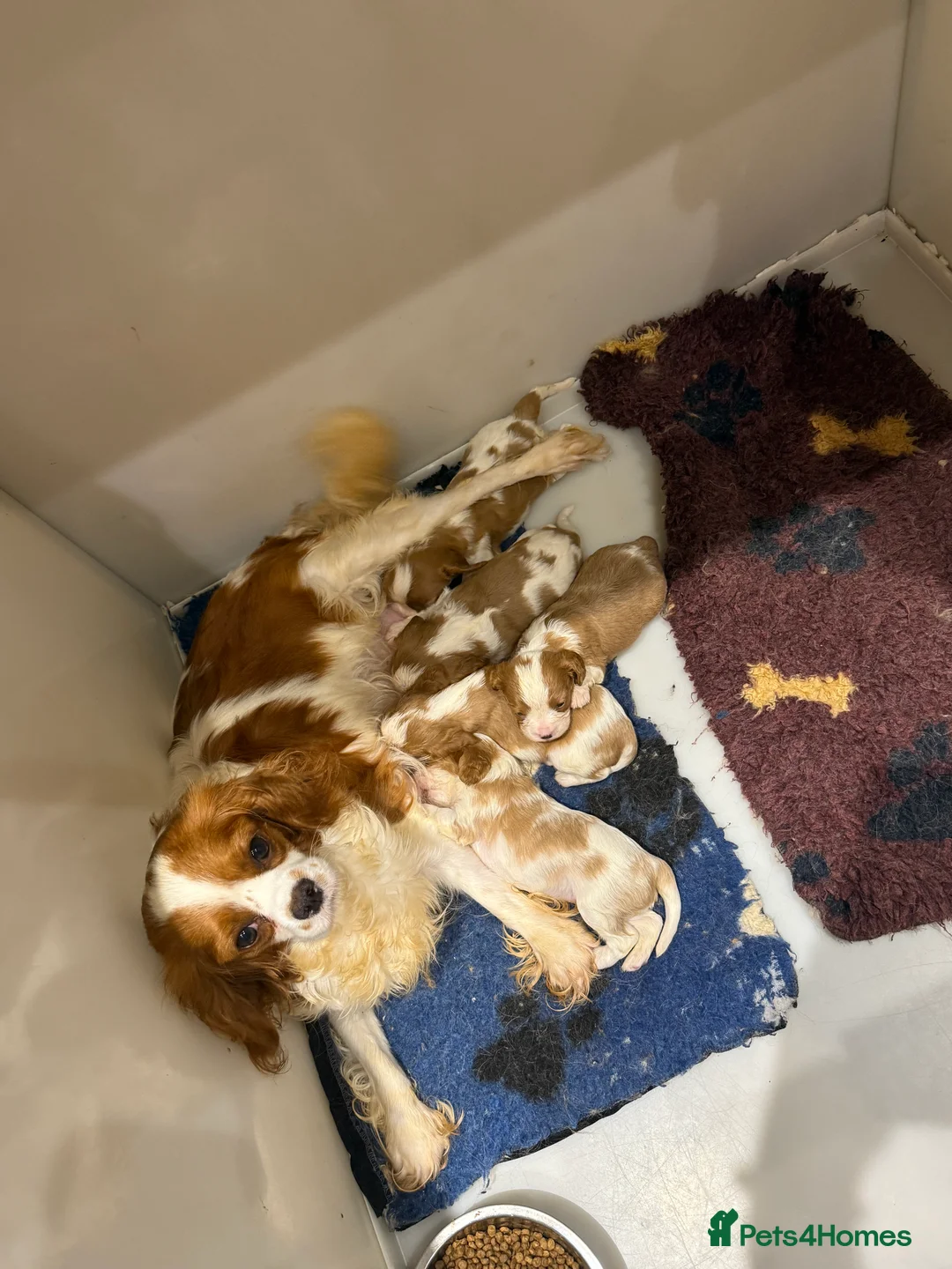 Cavalier King Charles Spaniel dogs for stud: Kc dna clear cavalier boy for stud  in Huddersfield - Advert 3
