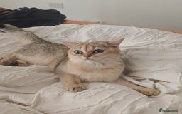 British Shorthair cats for sale: Caring, loving Pure BSH Golden Boy Available  - Image 12