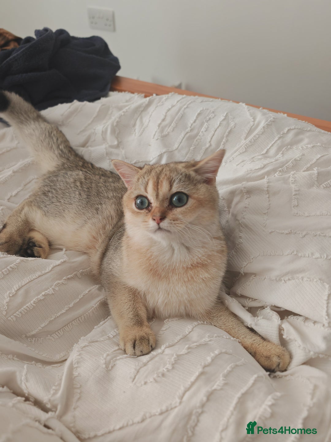 British Shorthair cats for sale: Caring, loving Pure BSH Golden Boy Available  - Image 12