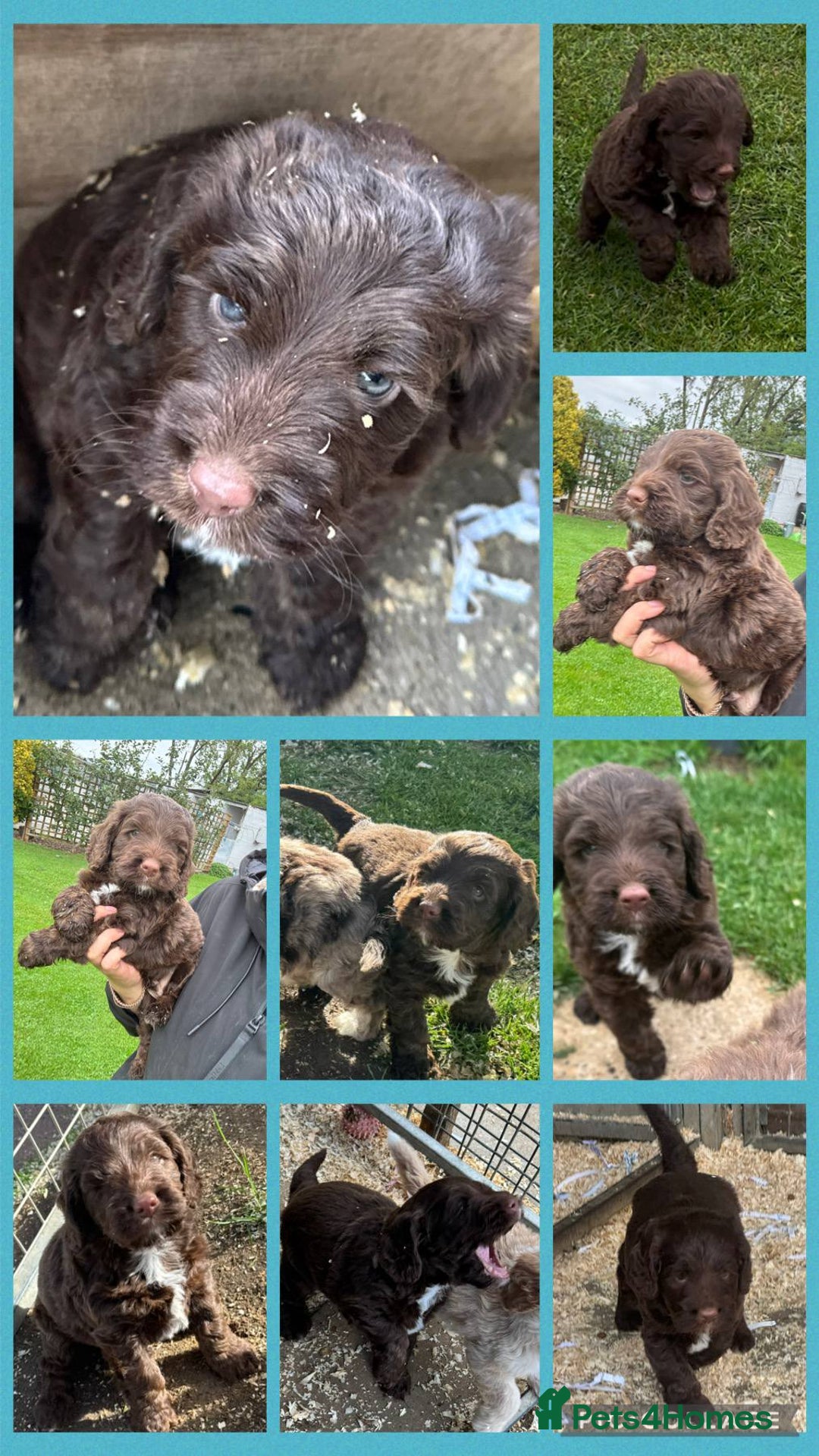 Cockapoo dogs for sale: Cockerpoo pups ready now - Image 5