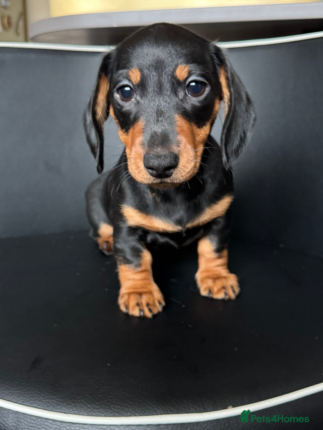 Dachshund dogs for sale: Mini dachshund puppies, PRA clear, health tested - Advert 6