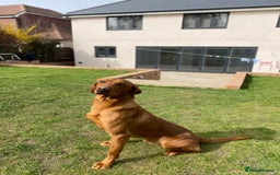 Labrador Retriever dogs for stud: Royal Red gun dog for stud - Image 10