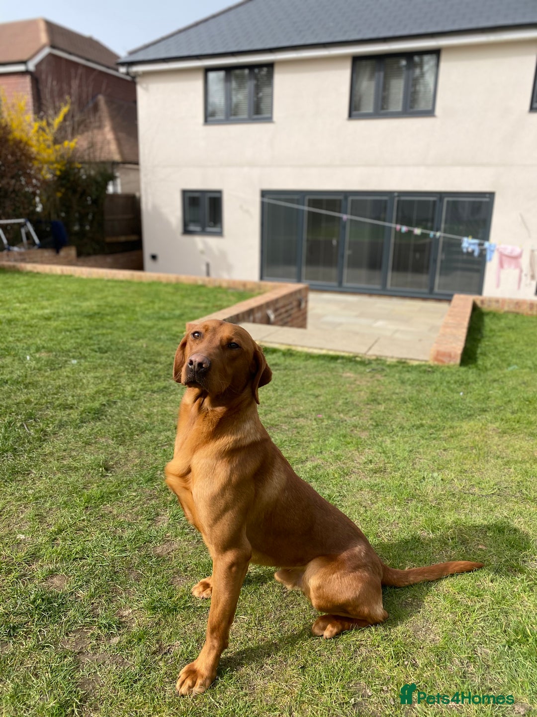 Labrador Retriever dogs for stud: Royal Red gun dog for stud - Image 10