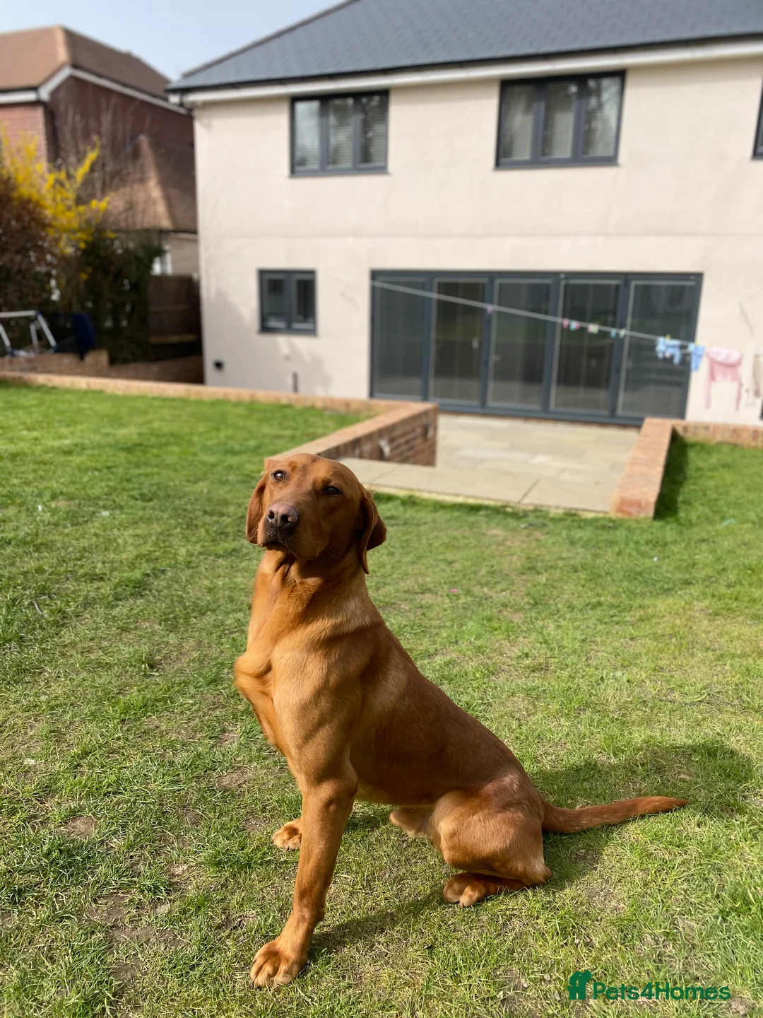 Labrador Retriever dogs for stud: Royal Red gun dog for stud - Advert 10