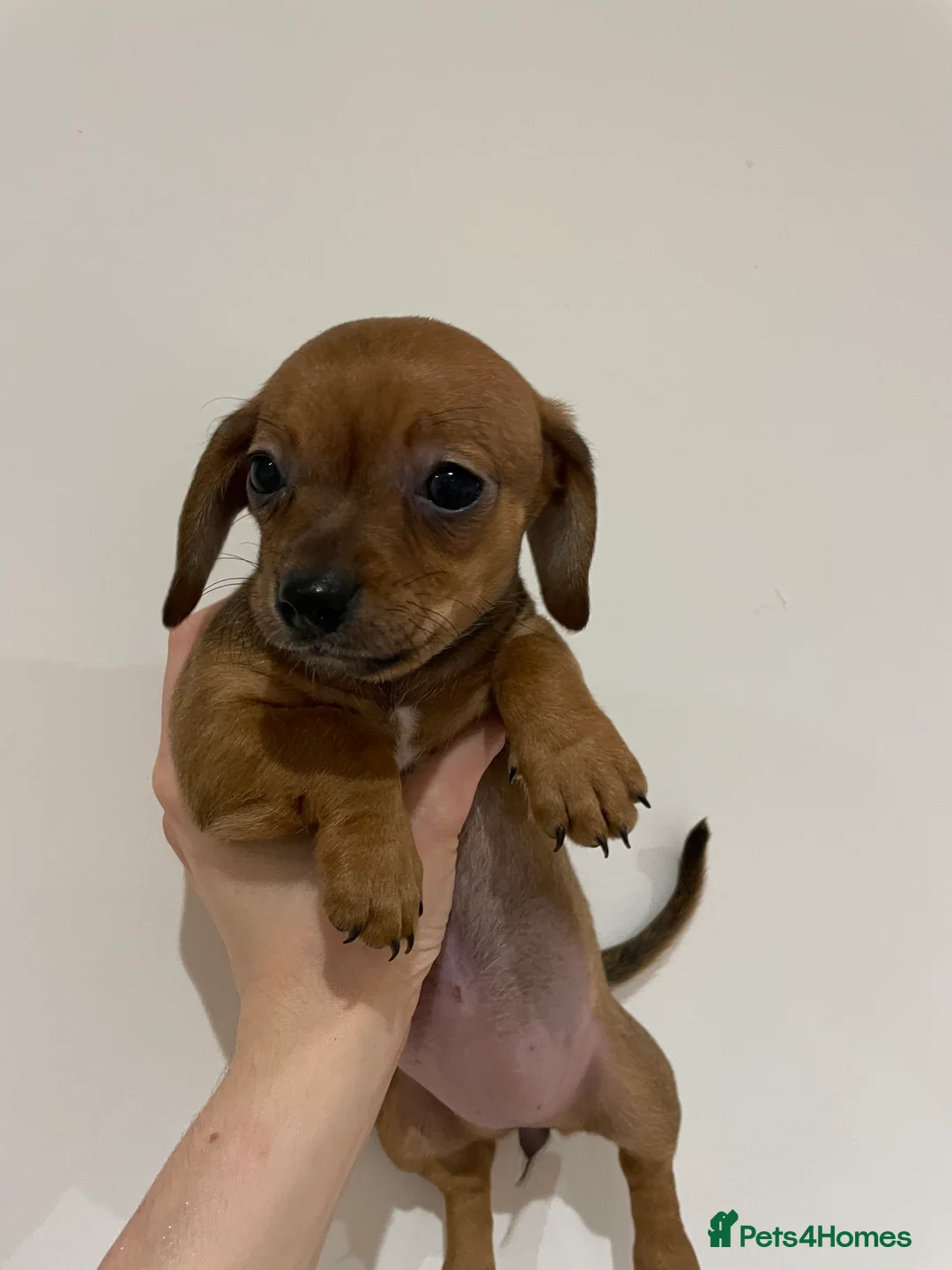 Chiweenie dogs for sale: Chiweenie puppies for sale - Advert 2