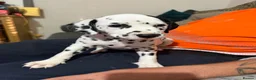 Dalmatian dogs for sale: RKG Dalmatian pups ready this weekend  - Advert 7