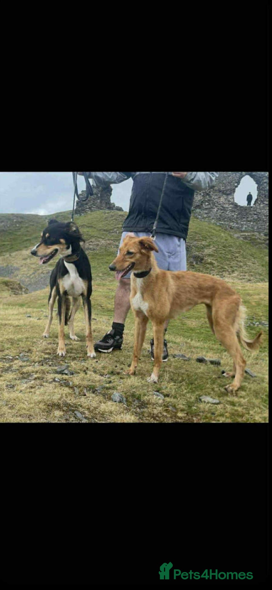 Saluki dogs Saluki Lurcher Puppies - Advert 2