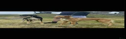 Saluki dogs for sale: Saluki Lurcher Puppies - Advert 1