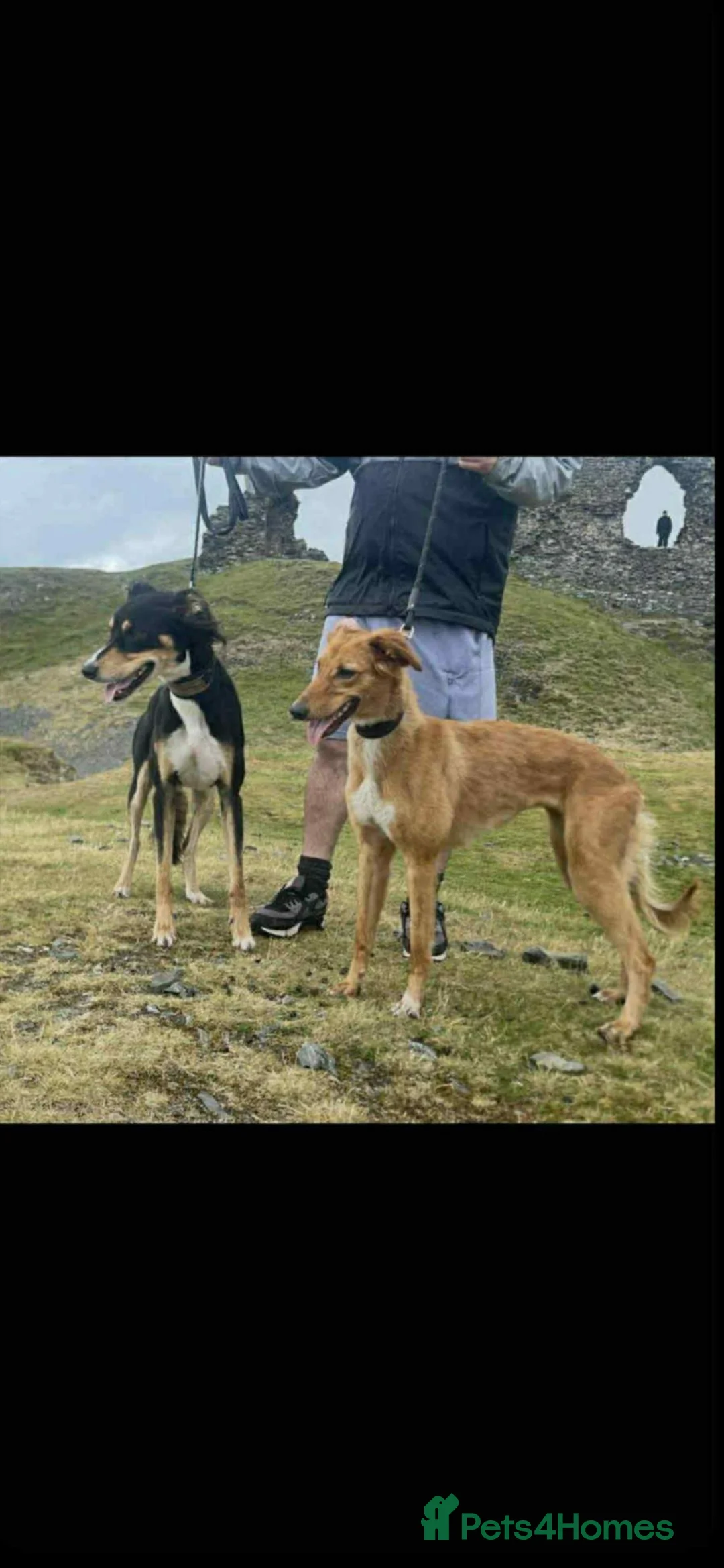 Saluki dogs for sale: Saluki Lurcher Puppies - Advert 1
