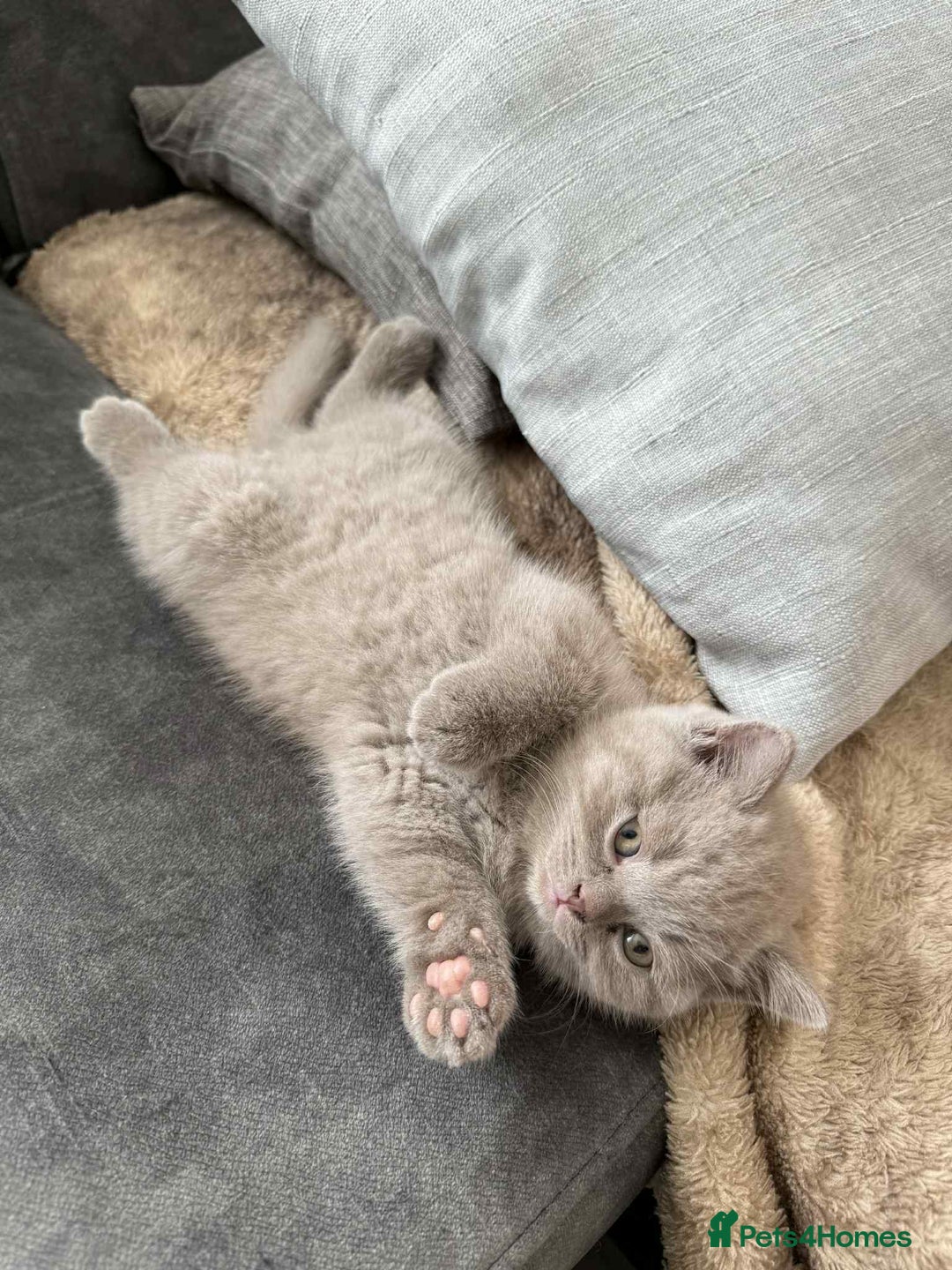 British Shorthair cats for sale: Wonderful, fluffy kittens - Advert 24