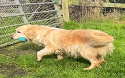 Golden Retriever dogs for sale: Beautiful Chunky Goldie’s  - Image 10