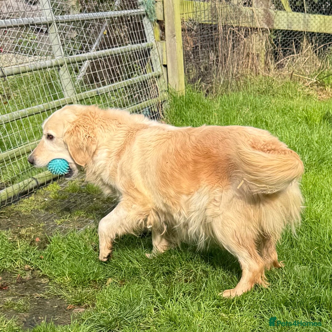 Golden Retriever dogs for sale: Beautiful Chunky Goldie’s  - Image 10