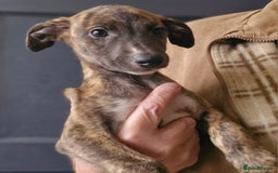 Whippet dogs for sale: Five Star KC Whippet BOY - Reduced! - Image 3