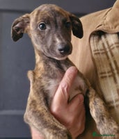 Whippet dogs - Advert 8