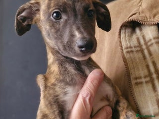 Whippet dogs - Advert 1