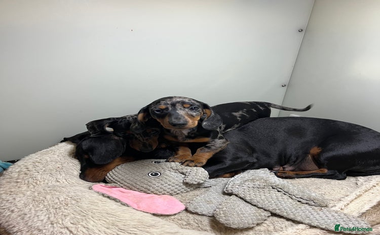 Miniature Dachshund dogs - Advert 4