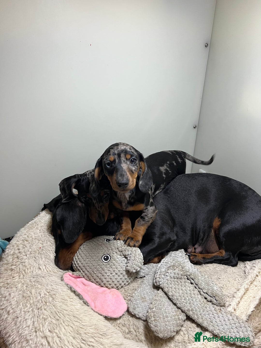 Miniature Dachshund dogs for sale: Miniature Dachshund KC last two girls  - Image 3