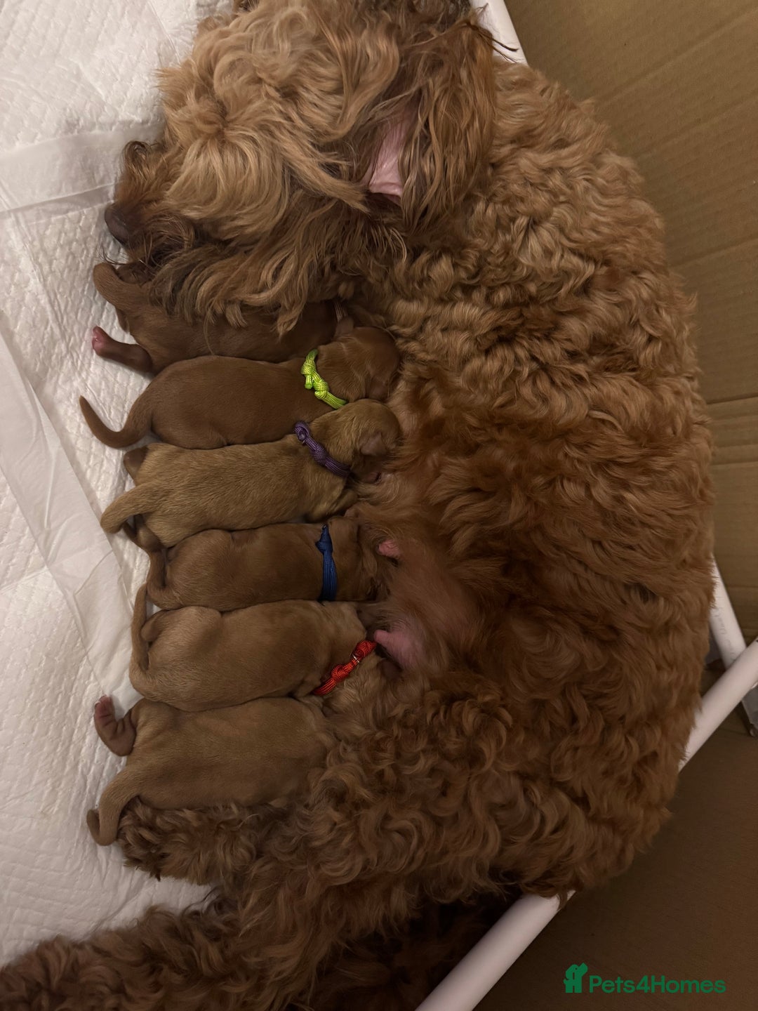 Cockapoo dogs for sale: Cockapoo Litter Due 25th January  - Advert 5