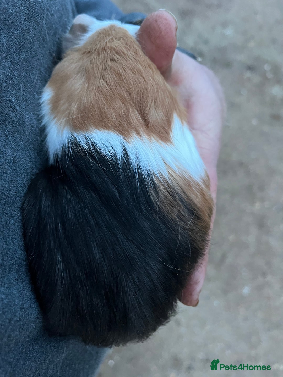 Guinea Pig rodents for sale: 2 male guinea pigs- ready now  - Advert 4
