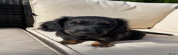 Miniature Dachshund dogs for sale: Miniature long haired dachshunds  - Advert 9