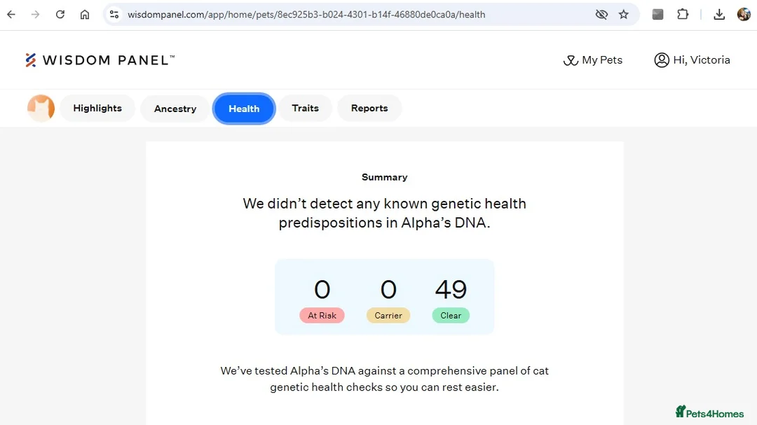 Mixed Breed cats for sale: Raised With Love – Gorgeous Kittens - Advert 9