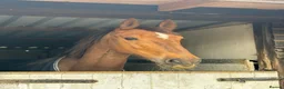 British Warmblood horses for sale: Project horse with HUGE potential - Advert 3