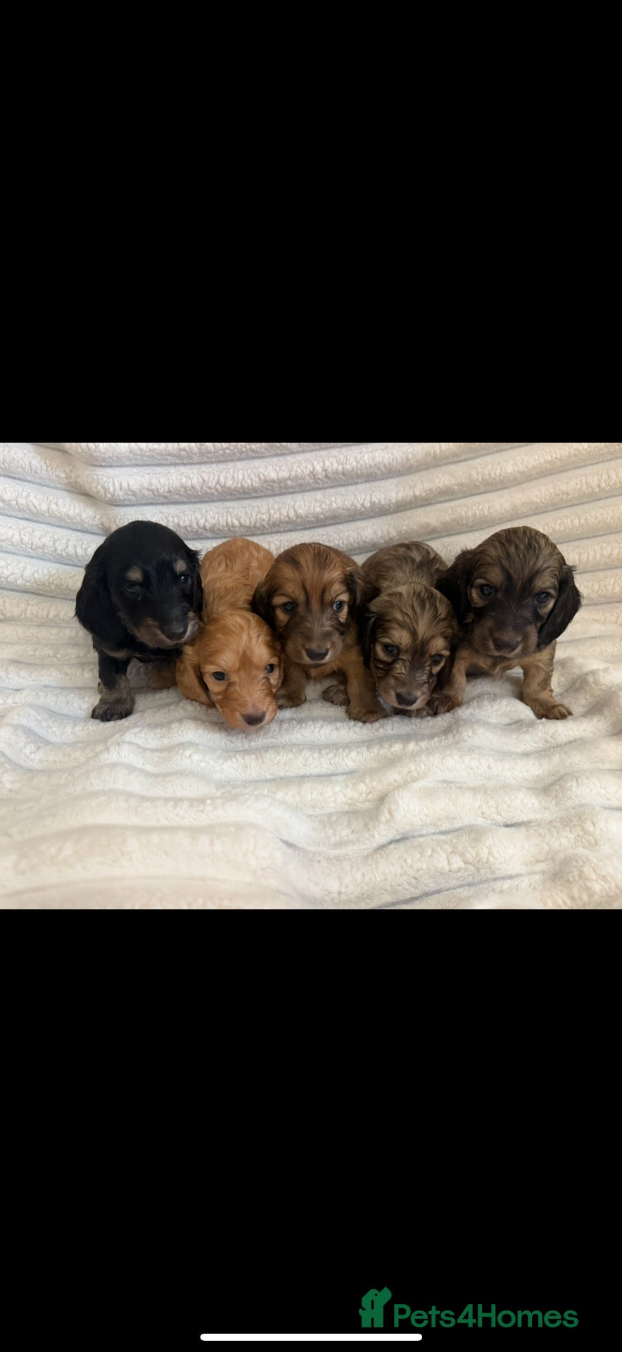 Miniature Dachshund dogs Beautiful Long-Haired Miniature Dachshund Puppies - Advert 13