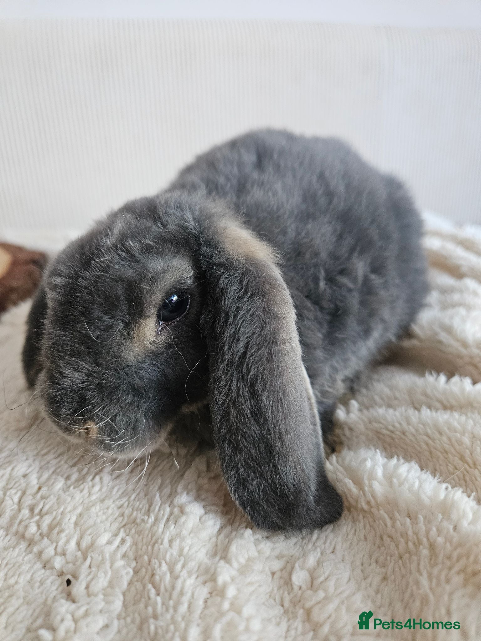 Mini Lop rabbits Ready now Pure bred Mini Plush Lops SUFFOLK PLUSH - Advert 2