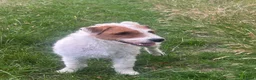 Parson Russell dogs for sale: Parson Russell Terrier Pups in Grantham - Advert 9