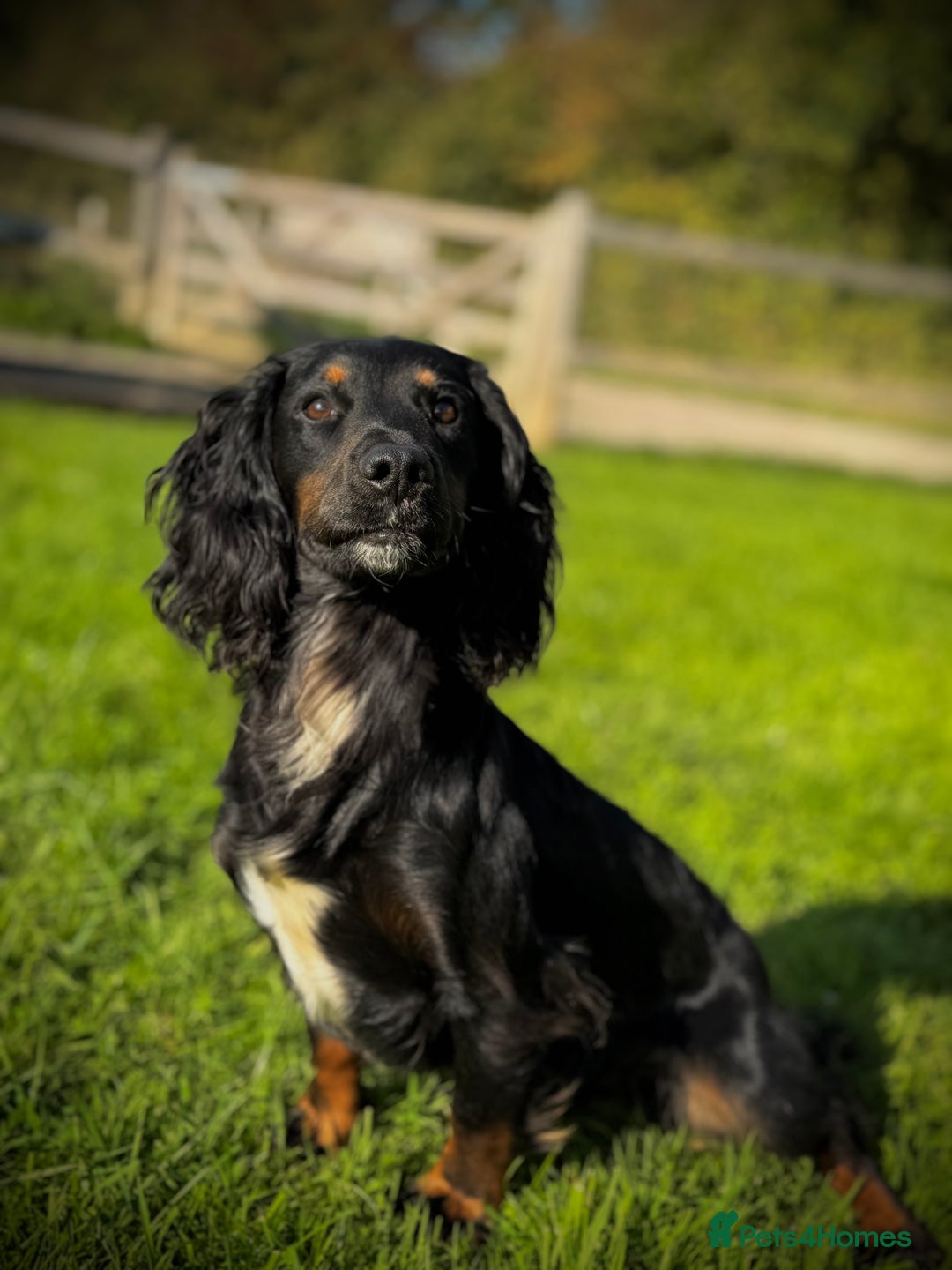 Cocker Spaniel dogs for stud: Handsome Black and Tan  - Image 2