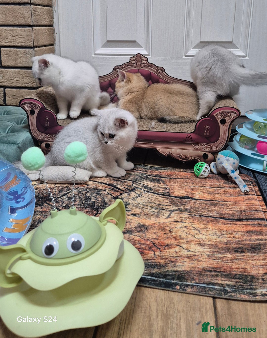 British Shorthair cats for sale: British shorthair  - Image 6