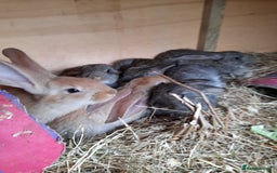 Continental Giant rabbits for sale: Beautiful Giant Continental Babies - Image 25