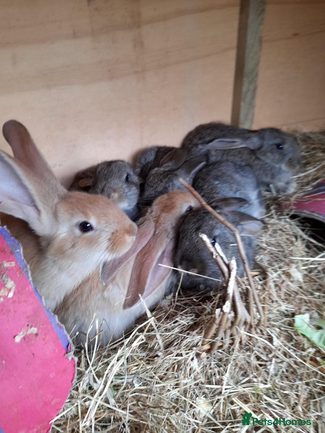 Continental Giant rabbits for sale: Beautiful Giant Continental Babies - Image 25