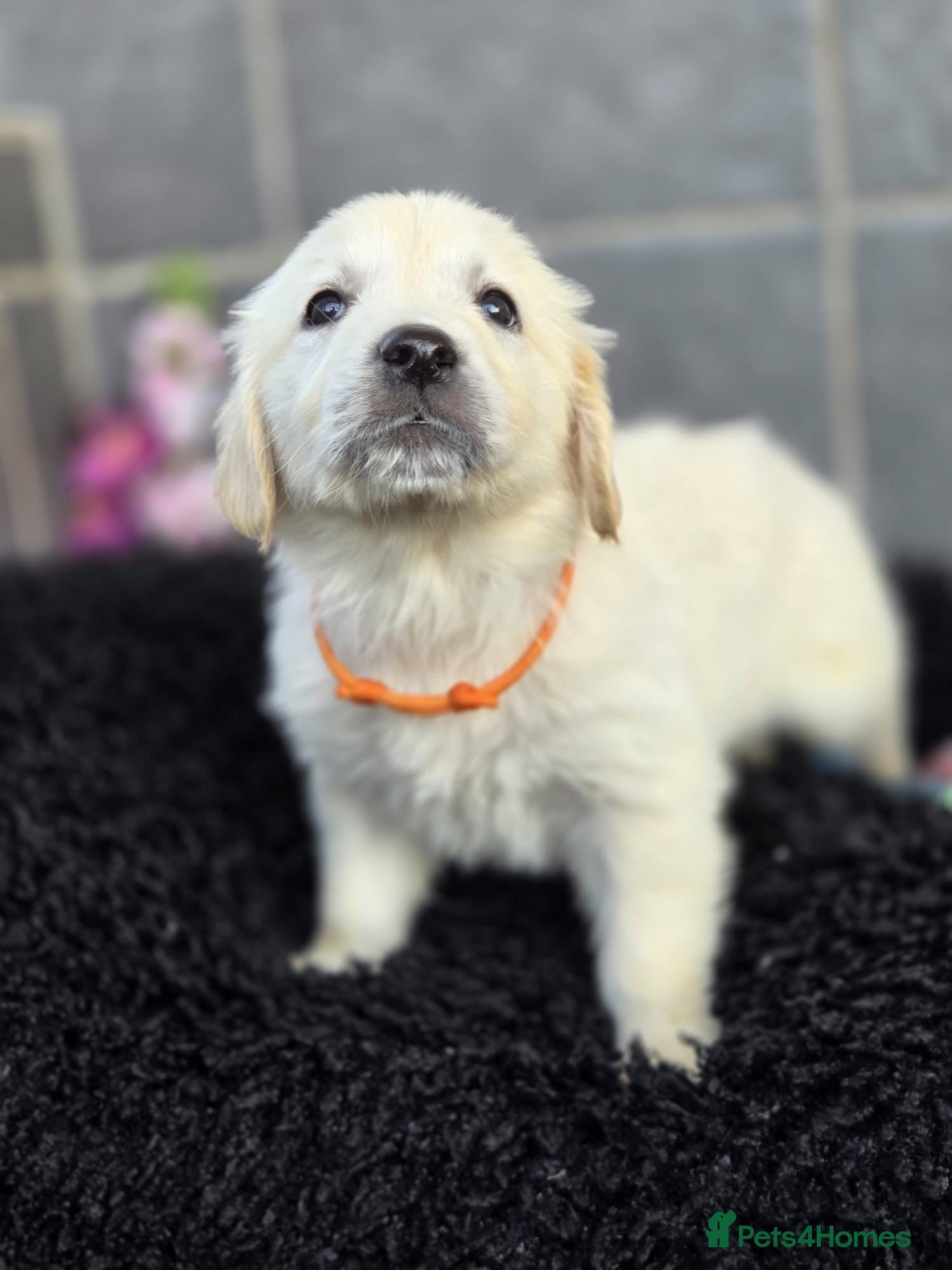 Golden Retriever dogs for sale: Beautiful golden retriever pups  - Advert 1