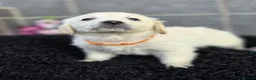 Golden Retriever dogs for sale: Beautiful golden retriever pups  - Advert 5