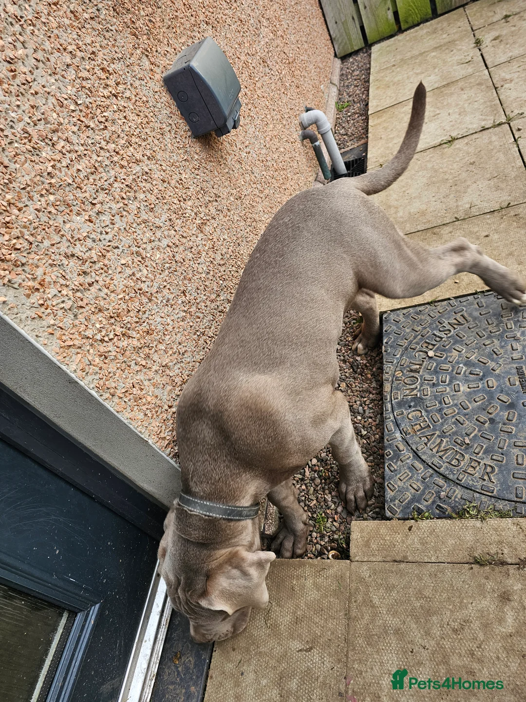 Mixed Breed dogs for sale: Male puppy for sale due to time wasters  - Advert 3