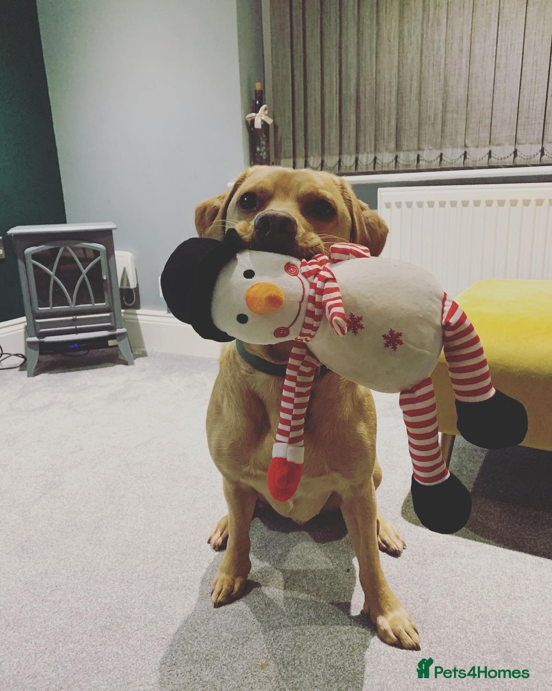 Labrador Retriever dogs for sale: My boy Lenny  - Image 17