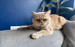 British Shorthair cats for sale: Male British short hair - Image 2