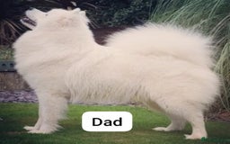 Samoyed dogs for sale: 🐾 Exceptional Pedigree Samoyed Puppies  🐾 - Image 28