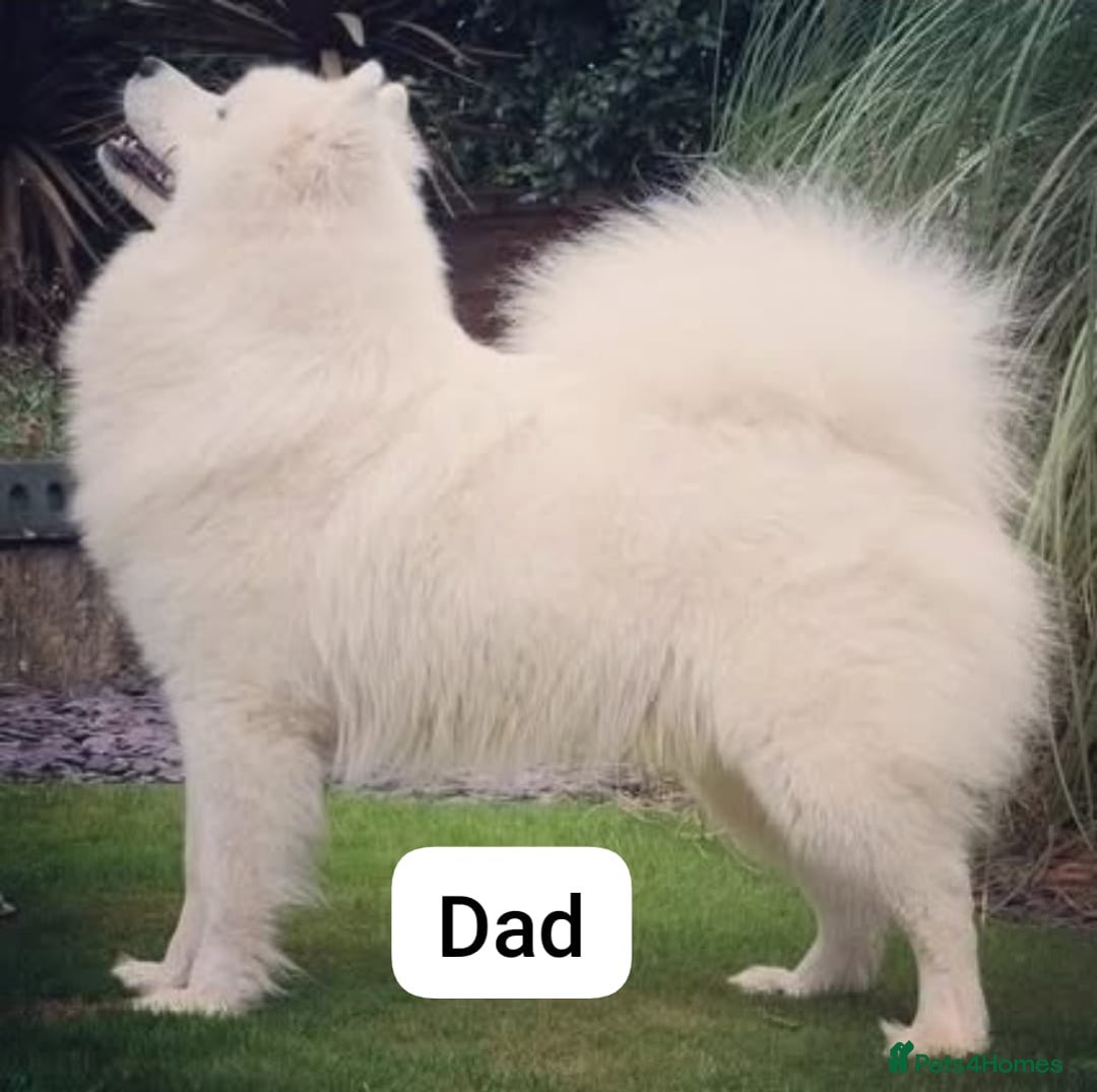Samoyed dogs for sale: 🐾 Exceptional Pedigree Samoyed Puppies  🐾 - Image 28