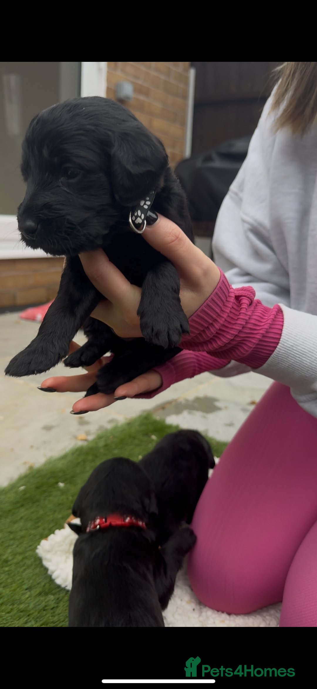 Labradoodle dogs for sale: Labradoodles  - Image 14