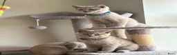 British Shorthair cats for sale: Beautiful British Shorthair Kittens Availbale ❤️❤️ - Advert 10