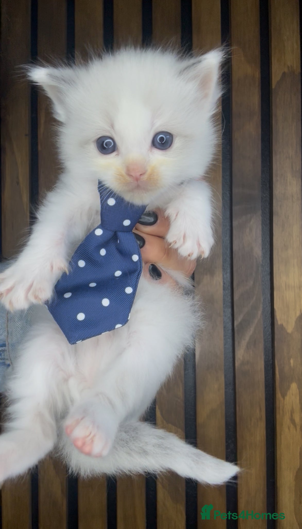 Ragdoll cats 4 male ragdolls  - Advert 9