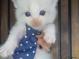 Ragdoll cats 4 male ragdolls - Advert 10