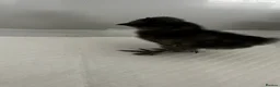 Chickens poultry for sale: Black Silkie Chickens  in Milton Keynes - Advert 3