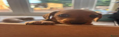 Miniature Dachshund 3