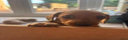 Miniature Dachshund dogs for sale: Beautiful Miniature Dachshund Boys, fab colourings in Bridgnorth - Advert 11