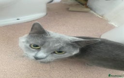 Mixed Breed cats for sale: British Shorthair X Russian Blue Male - Image 2